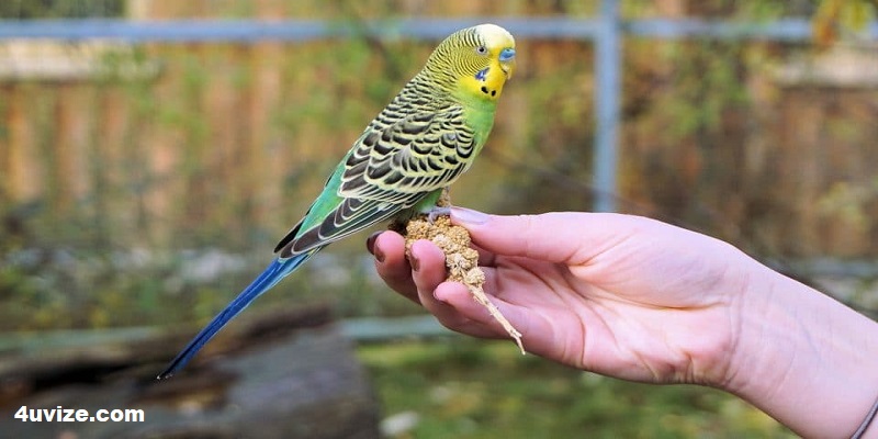 Tell Birds Names and Earn $400 Daily